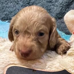 Liberty girl 1 - Cream female Dachshund puppy in Bigfork, Minnesota from Dachshunds Up North