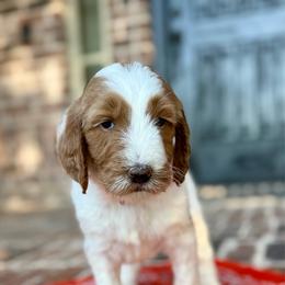 Orange - Parti female Goldendoodle puppy in Celina, Texas from Kennedy Doodles