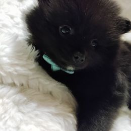 Pomeranian Puppies from Cutie Poms