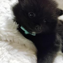 Pomeranian Puppies from Cutie Poms