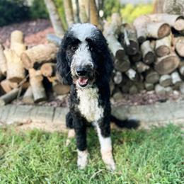 Rue - Black and white female Aussiedoodle puppy in Corydon, Indiana from Ridgeline Doodles