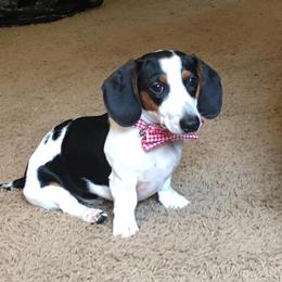 Charlie - Dachshund