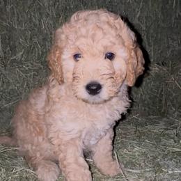 Grady-Biscuit - Cream male Labradoodle puppy in Churchill County Fallon, Nevada from Card Family Ranch