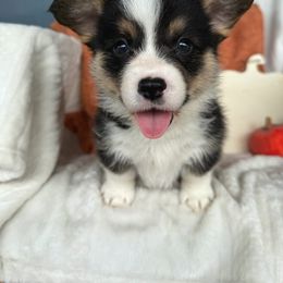 Myles - Black and tan male Pembroke Welsh Corgi puppy in El Dorado Springs, Missouri from Trixie Dixie
