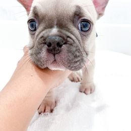 French Bulldog Puppies from Pawzitive Frenchies