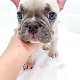 French Bulldog Puppies from Pawzitive Frenchies