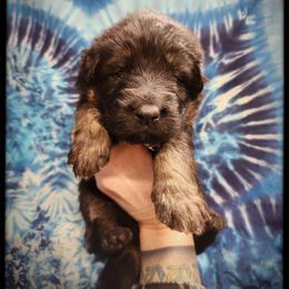 Mouth - Black and tan male German Shepherd puppy in Fort Jennings, Ohio from Von Holtzapple German shepherds