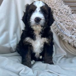 Tom Sawyer - Sable male Bernedoodle puppy in New River, Arizona from Sonoran Standard Doodles