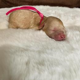Girl 3 - Golden female Cockapoo puppy in Bedford, Iowa from Our Father’s Doodles