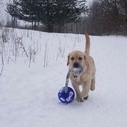 Labrador Retriever Puppies from Master Creek Labradors