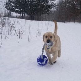 Labrador Retriever Puppies from Master Creek Labradors