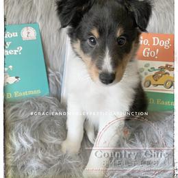 Boy - Black white and tan Shetland Sheepdog puppy in Alexandria, Minnesota from Country Chic Shelties