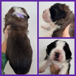 Purple - Mahogany and white female Saint Bernard puppy in Ladysmith, Wisconsin from Northwoods Saint Bernards