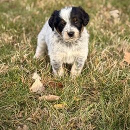 Tina - Blue female Assorted Doodle Crosses puppy in Ohio from Holley Doodles