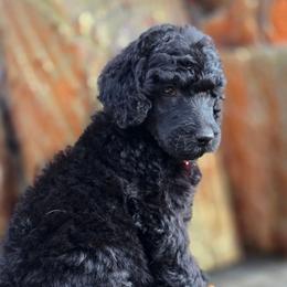 Red Bull - Black female Poodle puppy in Springfield, Oregon from Valaurah Farms
