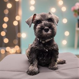 Penelope's Grey - Salt and pepper female Miniature Schnauzer puppy in Houston, Texas from Haughton Farm