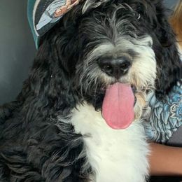 Bernedoodles from Montana Doodles
