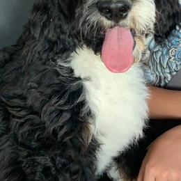 Bernedoodles from Montana Doodles