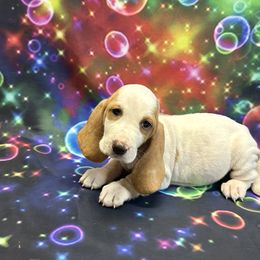 Izzy - Red and white female Basset Hound puppy in Winston Salem, North Carolina from LaythStone