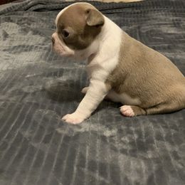Boston Terrier, Companion Cross, and French Bulldog Puppies from High Plains French Bulldogs,Boston Terriers and Frenchtons.
