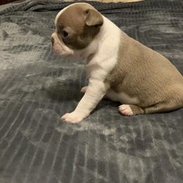 Boston Terrier, Companion Cross, and French Bulldog Puppies from High Plains French Bulldogs,Boston Terriers and Frenchtons.