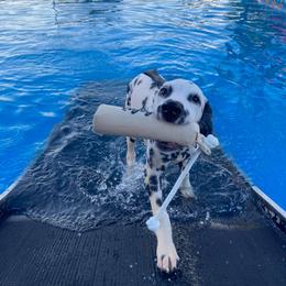 Dalmatian Puppies from SpotWise Dalmatians