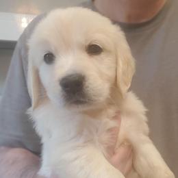 Orange Copper Collar - Golden male Golden Retriever puppy in Sandy, Utah from Golden Meadows of Utah