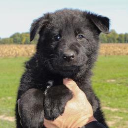 Joey (Blue Collar) - Black male German Shepherd puppy in Mason, Michigan from Sweet Breeze Acres