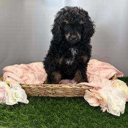 Pink - Phantom female Poodle puppy in Mauston, Wisconsin from Quiverfull Acres
