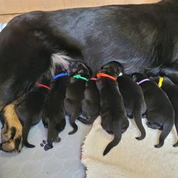 Girl 3 - Black and tan female German Shepherd puppy in Bemidji, Minnesota from Coppermoon German Shepherds