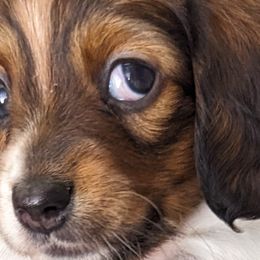 Girl 4 - Dachshund puppy in Homosassa, Florida from Foxies Doxies