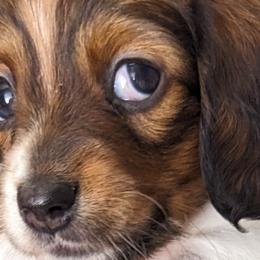 Girl 4 - Dachshund puppy in Homosassa, Florida from Foxies Doxies