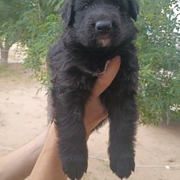 No collar - Black male German Shepherd puppy in Cochise, Arizona from Freiheit Von Himmel  Shepherds