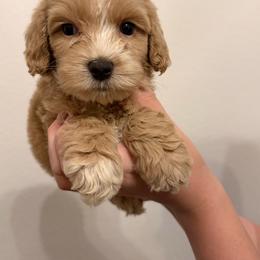 Thunder - Apricot male Australian Labradoodle puppy in Denton, Texas from Liberty Hill Labradoodles