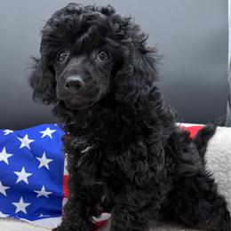 Snickers - Black male Poodle puppy in Salem, Missouri from Meadowbrook Poodles