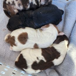 Cockapoo puppies from Raven Oak's Mini Cockapoos