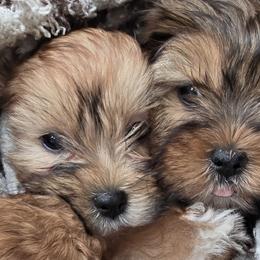 Shih Tzus and Yorkshire Terriers from Real life Teddybears