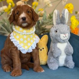 Lola - Red  female Goldendoodle puppy in Yuciapa, California from AlltheDoodlez_