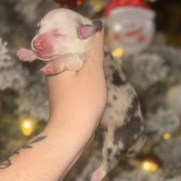 Diamond - Blue merle and white female American Corgi puppy in East Oakdale, California from Rhettro Kennels
