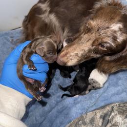 Dachshund Puppies from Winnie’s Royal Doxies