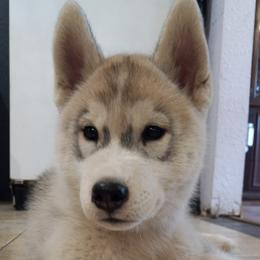 Boy 1 - Gray and white male Siberian Husky puppy in Shelby, Michigan from Shadow Wood Forest Kennel