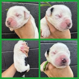 Green - Mahogany and white female Saint Bernard puppy in Ladysmith, Wisconsin from Northwoods Saint Bernards