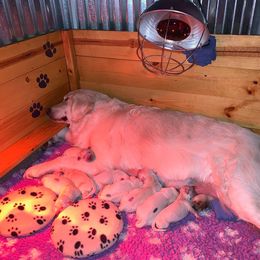 Golden Retriever Puppies from Kayla Prince