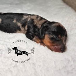Vinny - Dapple male Dachshund puppy in Modesto, California from Cabrera Family Kennels
