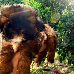 Archer - Tricolor male Shih Tzu puppy in Northridge, California from Our ShihTzu Family