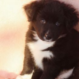 Australian Shepherd Puppies from Tru Blu Aussies