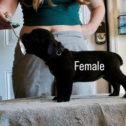 Girl 6 - Black brindle female Cane Corso puppy in Homestead, Florida from Sabal Palm Cane Corso