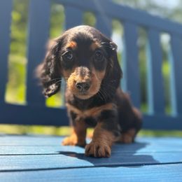 Violet - Black and tan female Dachshund puppy in Coopersburg, Pennsylvania from Barks and Burrows