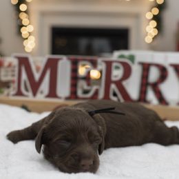 Marley - Chocolate male Dachshund puppy in Mesa, Arizona from Dach Army LLC