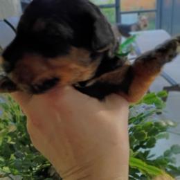 Mr. Green - Black and tan male Airedale Terrier puppy in Trinity, Florida from Black Opal